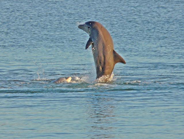 Dolphins playing near fishing pier at the Fishery